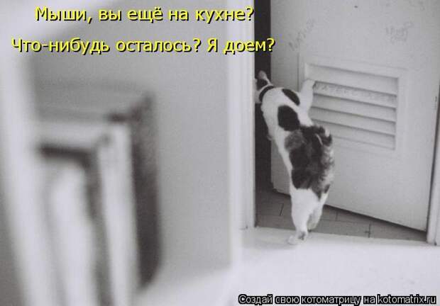 Лучшие котоматрицы недели (50 фото)