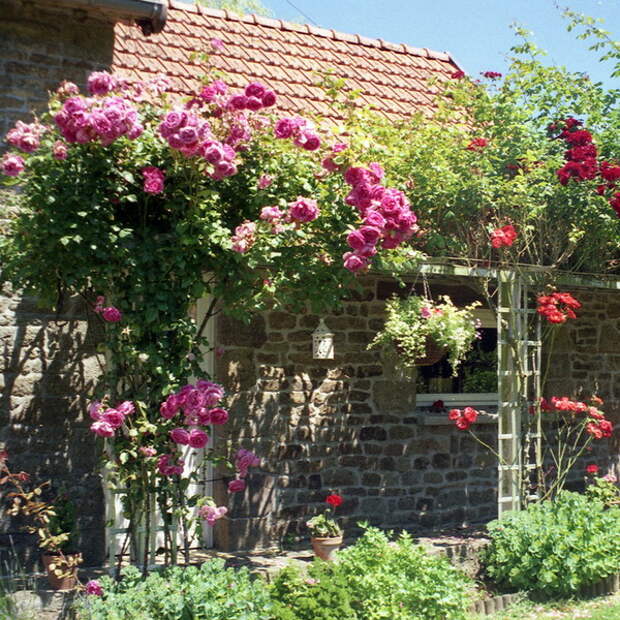 4497432_rosesingardeninspiration14 (600x600, 196Kb)