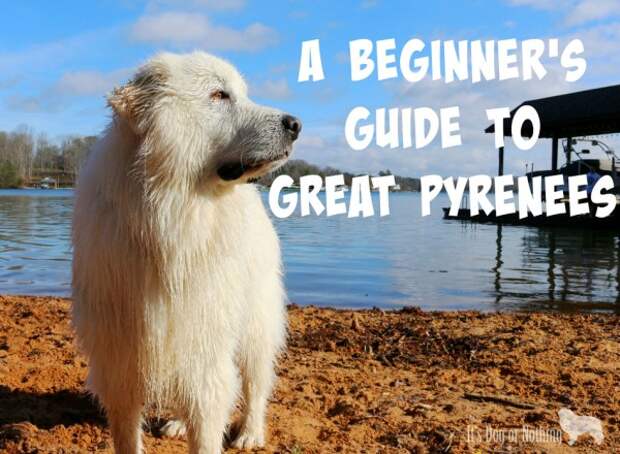 Have you thought about adding a Great Pyrenees to your family? Here's a basic guide to determine if a pyr might be a good fit!