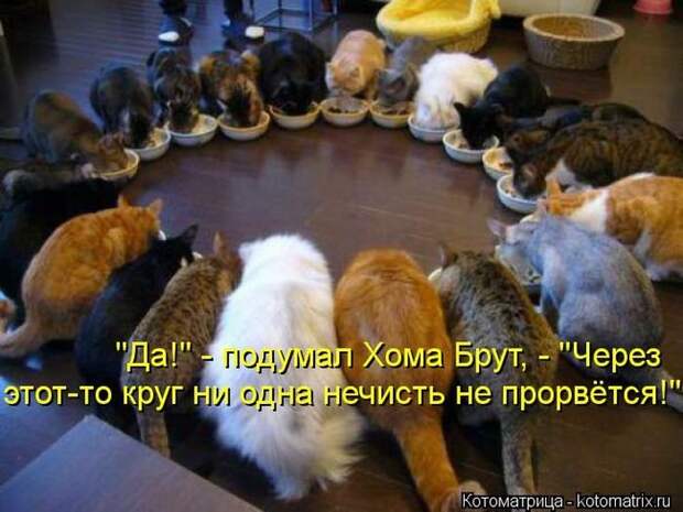 Новые котоматрицы за неделю