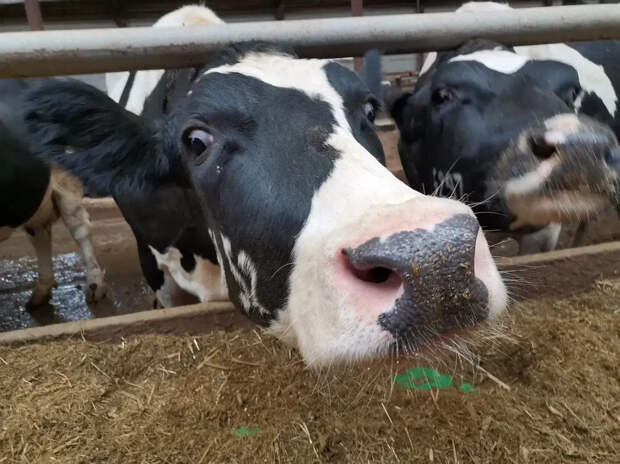 Пастереллёз в Сибири: Россельхознадзор назвал причину болезни животных