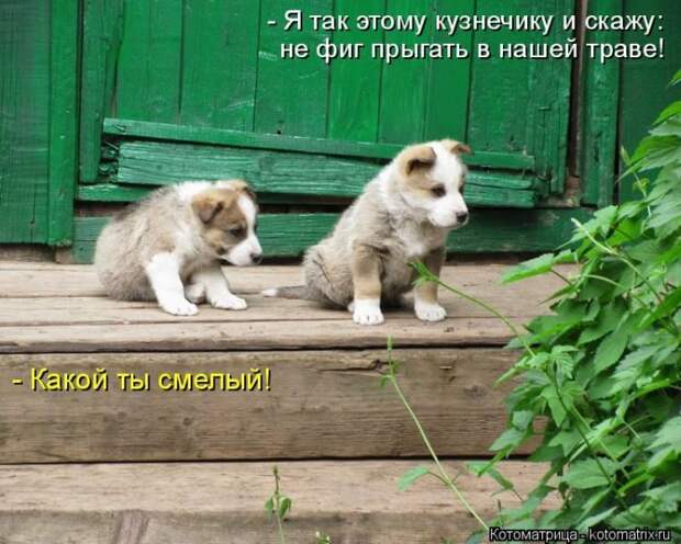 Лучшие котоматрицы недели