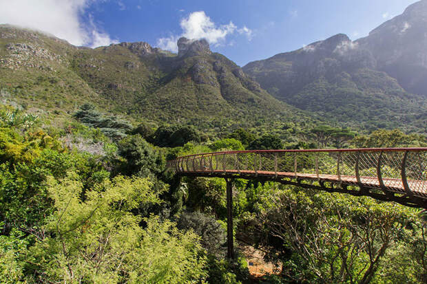 Эта подвесная тропинка в Кейптауне позволяет прогуляться над деревьями кейптаун, парк, природа