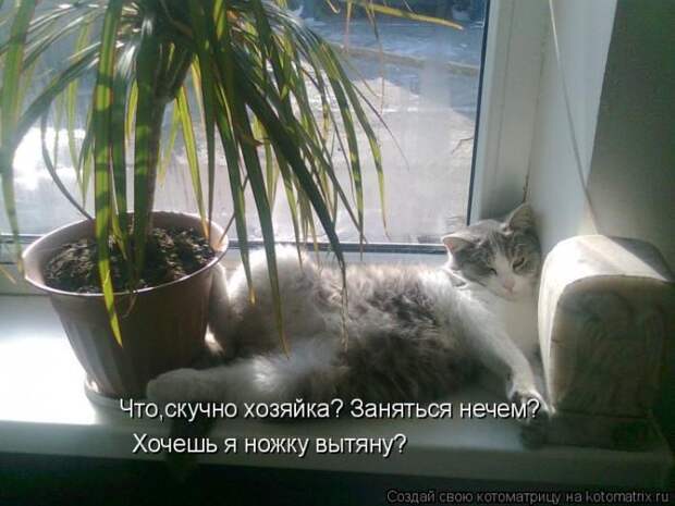 Лучшие котоматрицы недели