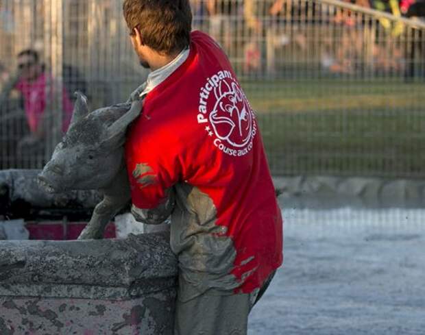 Ловля свиней в грязи на Festival du Cochon-2015 (17 фото)