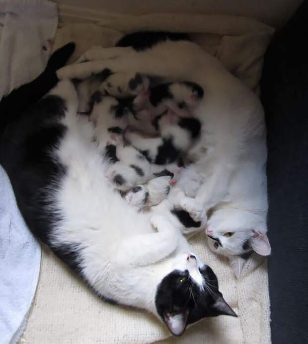 8. Мамы-кошки и 8 котят, которых они родили одновременно животные, коты, любовь