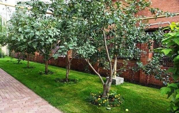 советы для дачи