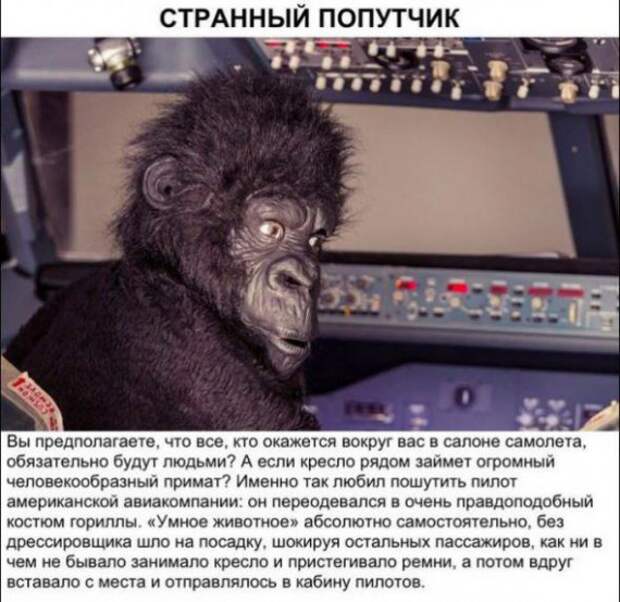 АВИАшутки
