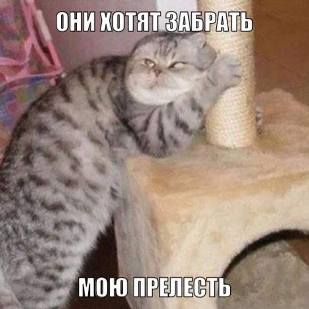 Смешные фото приколы с котами