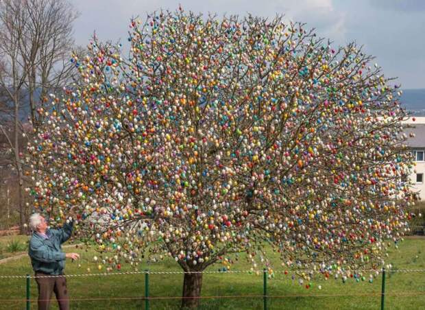 пасхальные яйца на дереве