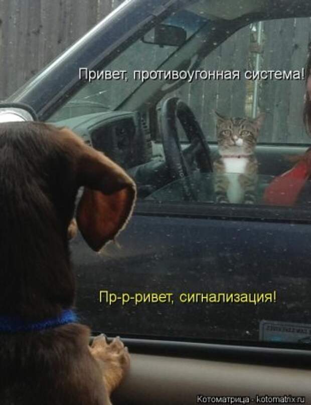 Котоматрицы