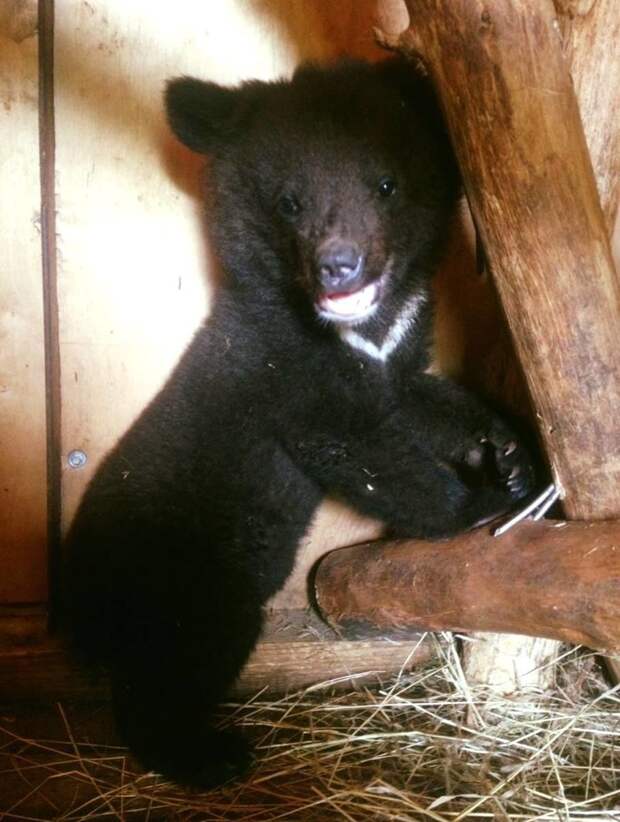 Жители Приморья "отвоевали" раненого медвежонка-сироту у дачников-живодёров животные, история, медведи, спасение