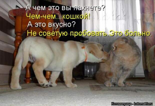 Котоматрицы (картинки с надписями)