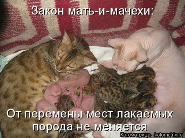 Котоматрица для хорошего настроения (35 фото)