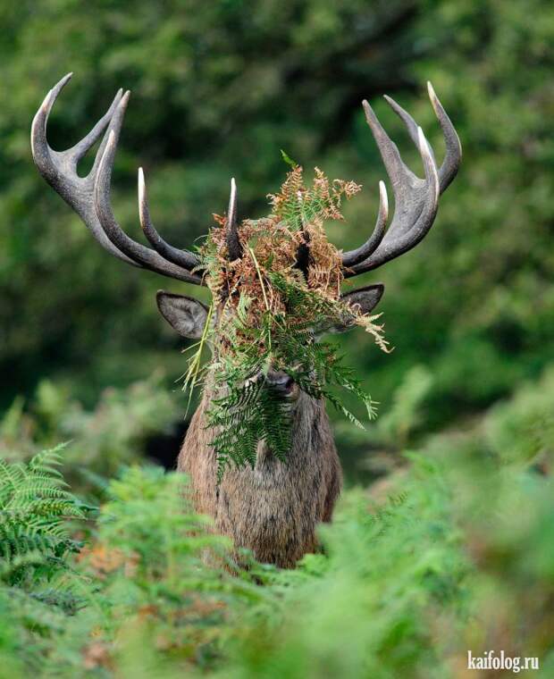 Comedy Wildlife Photography Awards 2015 (40 фото)