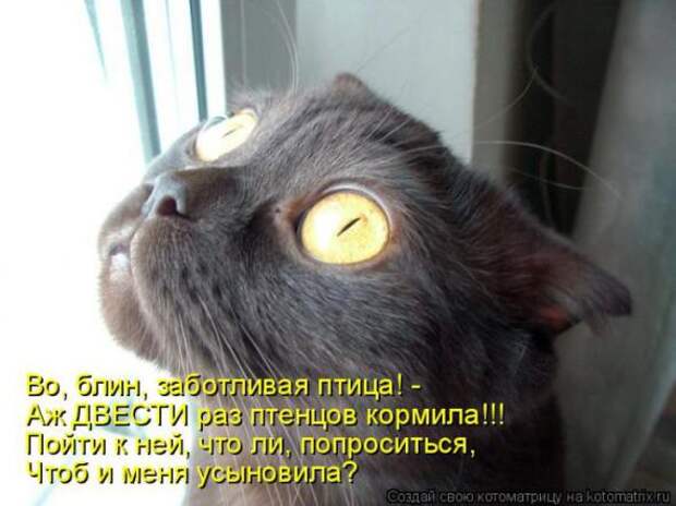 Котоматрицы (картинки с надписями)