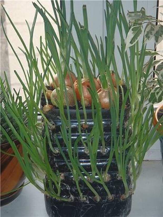 контейнер для выращивания лука 2: Органическое земледелие, пермакультура