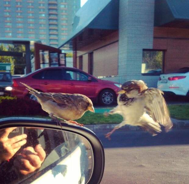 ПОДБОРКА ФОТОПРИКОЛОВ