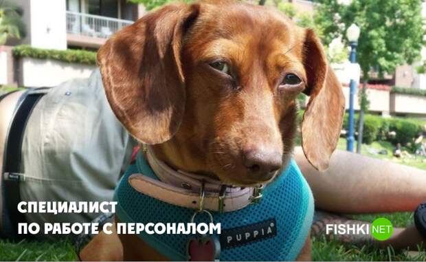 А не заслан ли ты часом? животные, юмор
