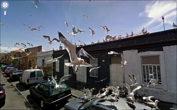 Неординарные снимки из сервиса Google Street View (47 фото) Неординарные снимки из сервиса Google Street View (47 фото)