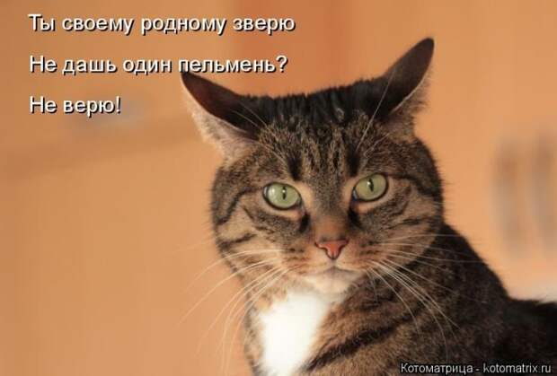 Лучшие котоматрицы недели