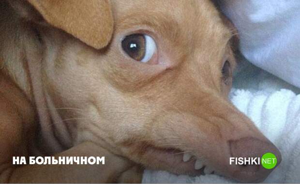 Сколько это будет продолжаться? животные, юмор