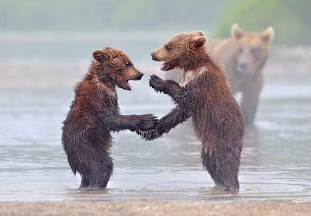 Фотогеничные медвежата (17 фото)