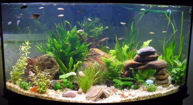 http://caddymac.net/wp-content/uploads/2012/03/morskoj-domashnij-akvarium.jpg