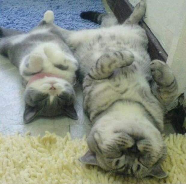 кошка и котенок 