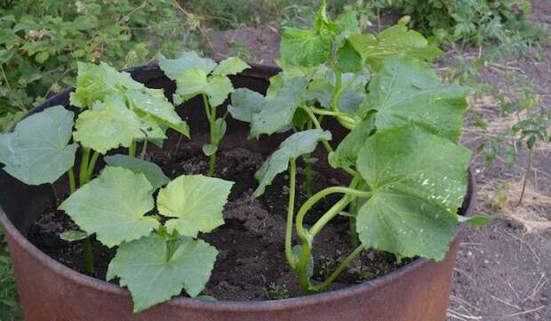 Огуречная рассада. Огуречная рассада.