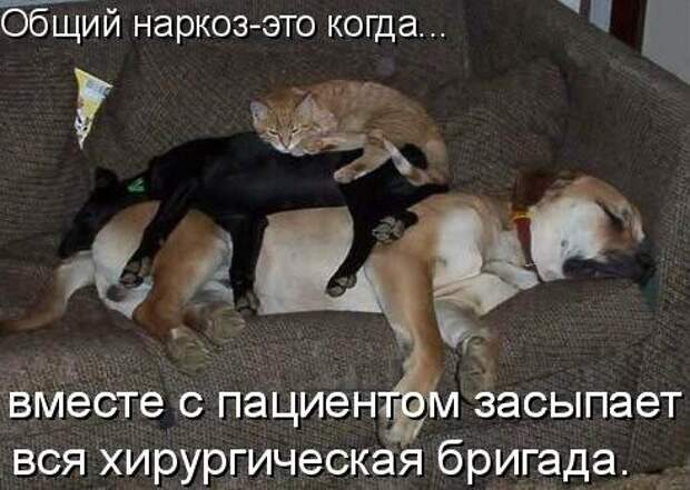 Кошки и собаки. Враги или друзья? животные, коты, кошки и собаки, прикол