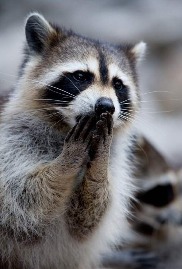 raccoon-pics-cute-funny-animal-pictures-1