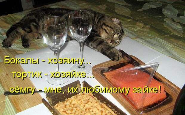 животные
