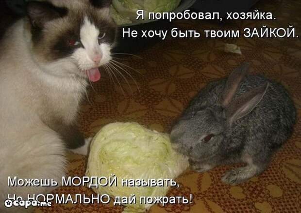 Позитивные котэ (29.05.15)