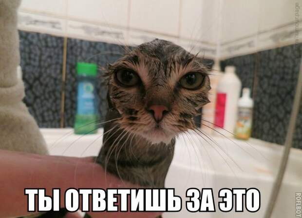 Смешные картинки с надписями прикол, юмор