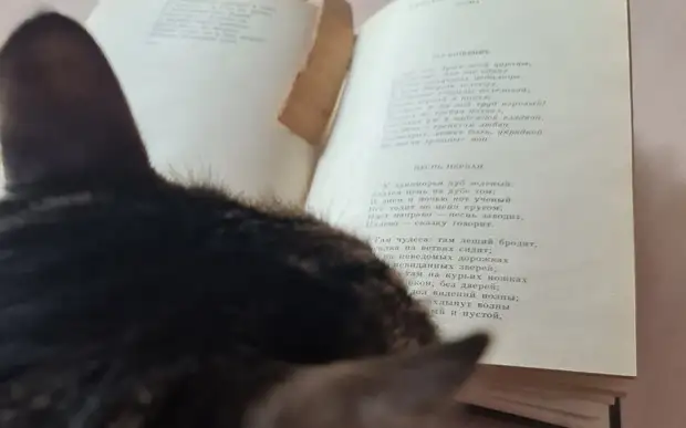 Первый зампред правительства региона Анна Рослякова поздравила рязанок с 8 марта фотографией своего кота