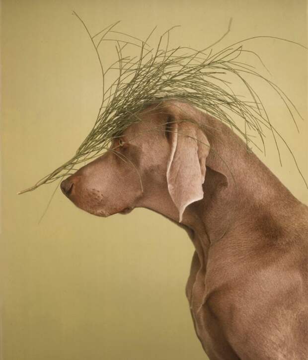 William Wegman - Man Ray