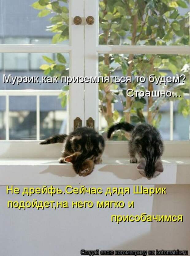 Новая котоматрица (28 фото)
