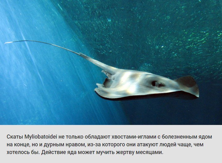 животные, растения, боль, адская боль