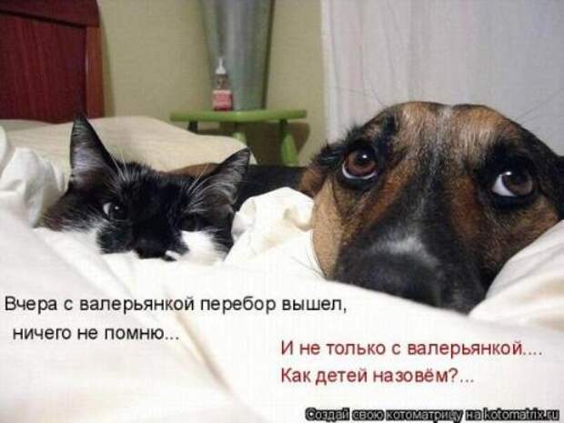 Животные мысли вслух Животные мысли вслух