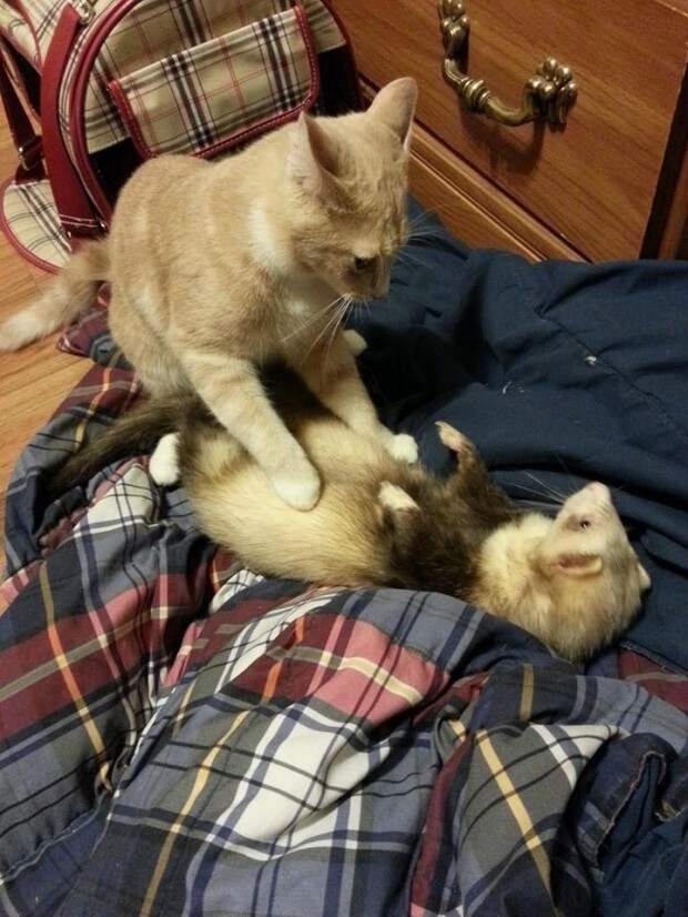дружба двух хорьков и котенка, рыжи котенок дружит с хорьками, котоено и хорьки