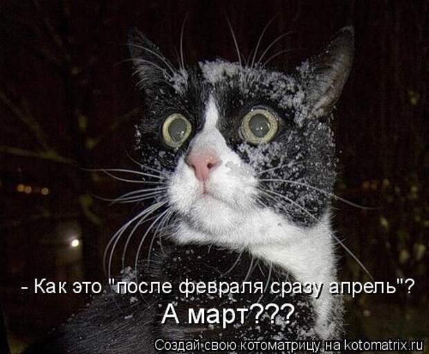 Котоматрица