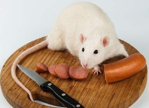 Травоядные...