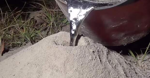 Мужчина залил муравейник алюминием, чтобы увидеть как он устроен внутри