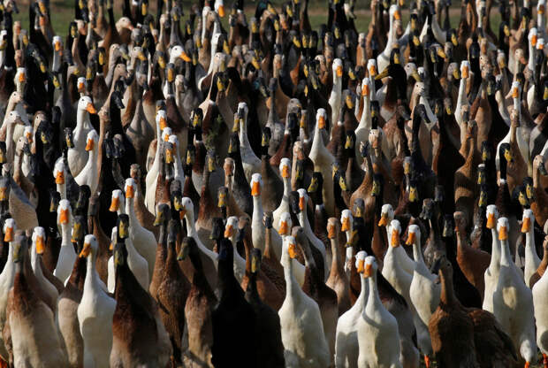 Ducks-go-on-the-hunt-03