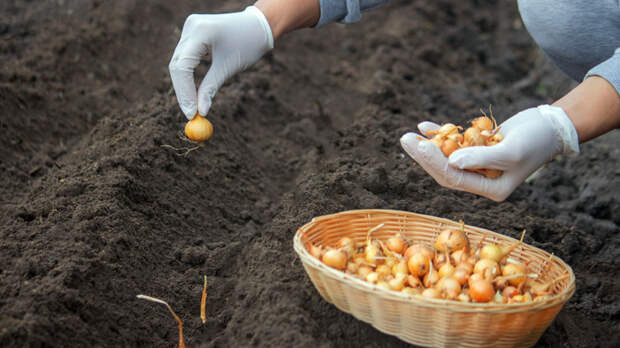 Для богатого и сочного урожая: что положить в лунку при посадке лука весной