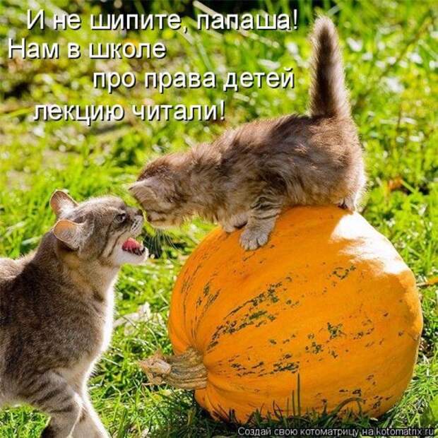 Отличная котоматрица для поднятия настроения (40 фото)