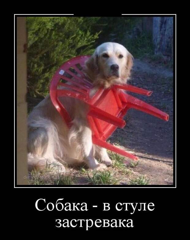 Собака - в стуле застревака демотиватор, юмор