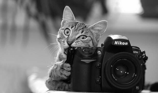 Животные-фотографы животные, фото