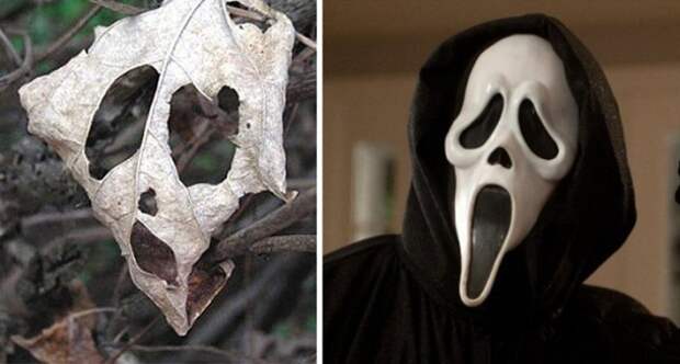 www.boredpanda.com-things-similar-to-looks-like-532__700